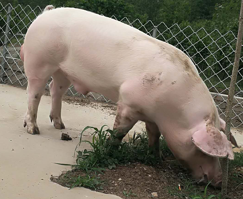 长白种猪